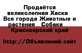 Продаётся великолепная Хаски - Все города Животные и растения » Собаки   . Красноярский край